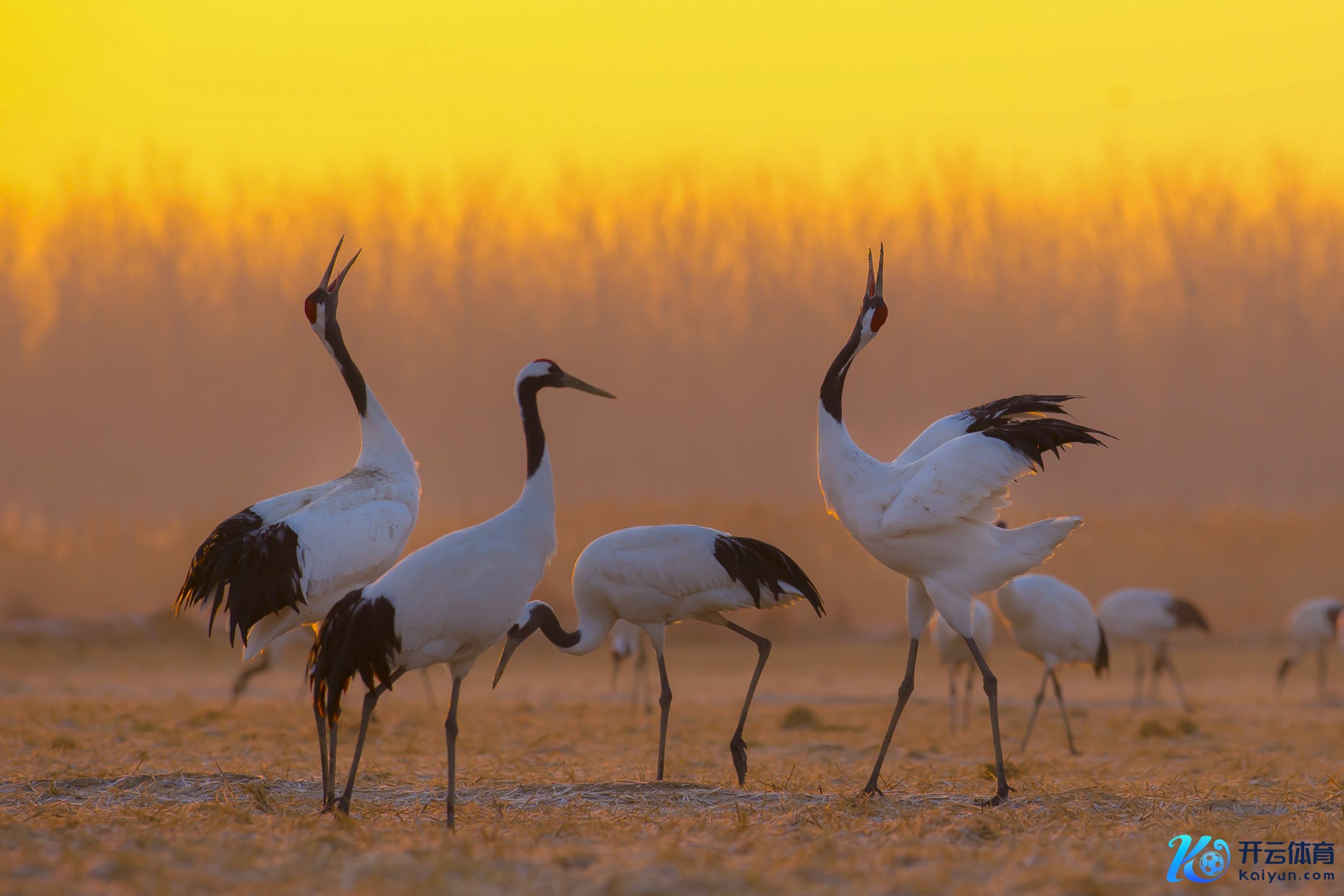 鹤鸣九皋 孙华金摄