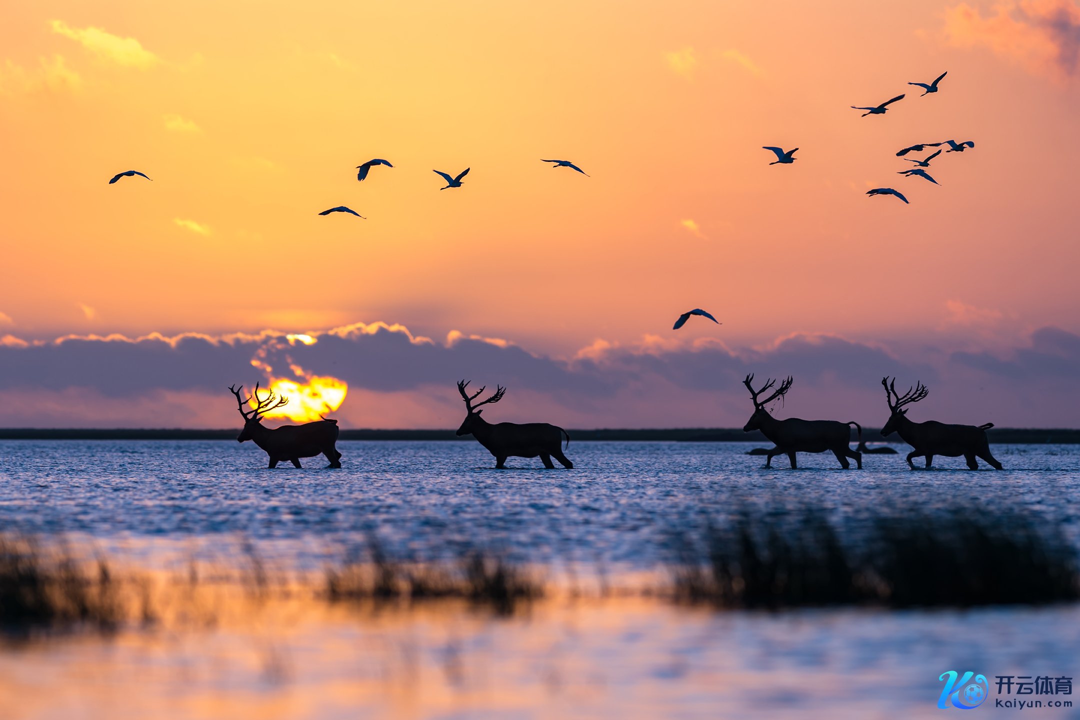 湿地天国 孙华金摄