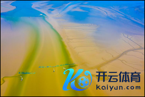 世界遗产潮汐“森林” 孙华金摄