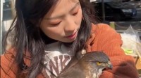 猛禽倏得主动飞入女子怀里依偎 一旁猫咪一脸战抖